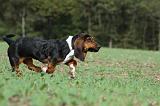 BASSET HOUND 016